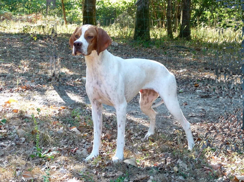 Guapa 2 du Bois de Beuste