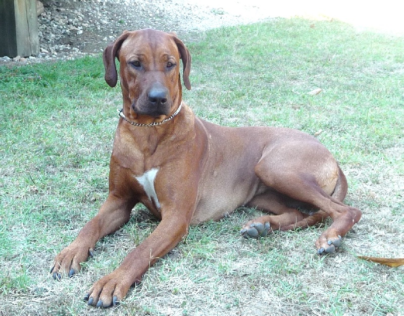 Shangani Gwanda chaka