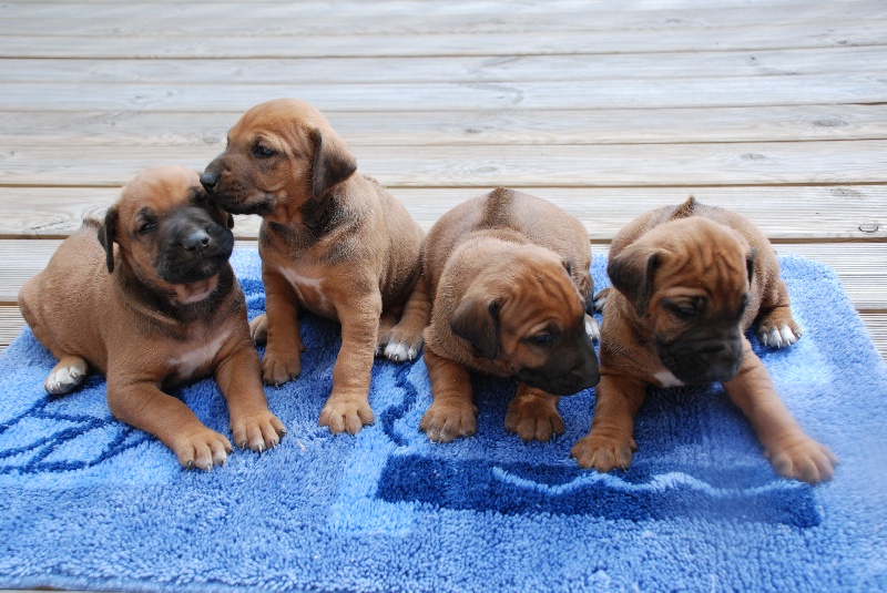 CHIOTS